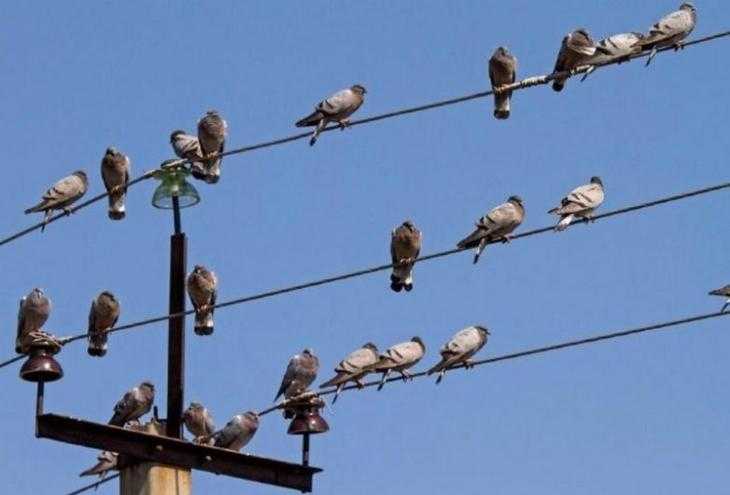 Почему птиц не бьёт током на проводах?