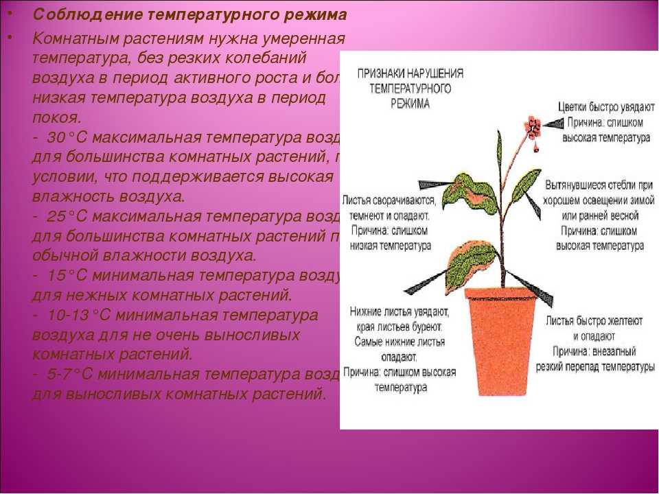 ᐉ как ведут себя цветущие растения в солнечную и пасмурную погоду - godacha.ru