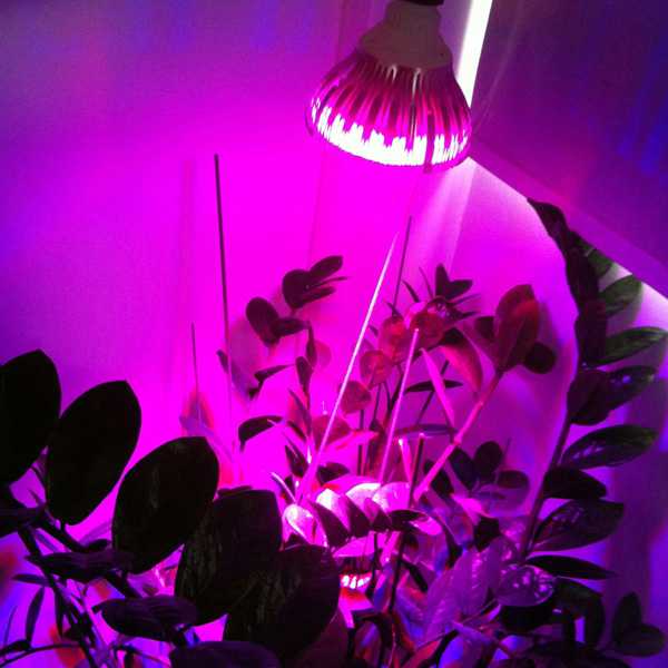 Спектр светодиодных ламп для освещения комнатных цветов