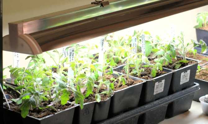 Как сделать фитолампу своими руками для растений в доме по требованиям науки — 3 способа