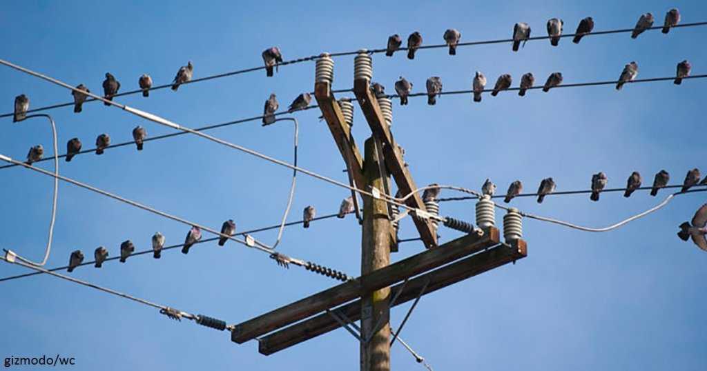Почему птиц не бьёт током на проводах? - наука просто
