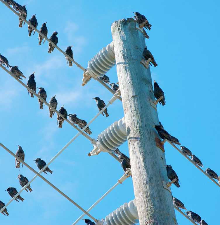 Почему птиц не бьет током на проводах - объясняем просто и понятно
