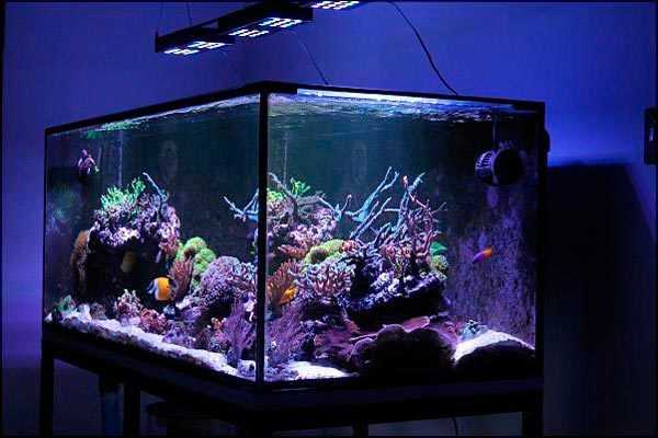 Особенности освещения аквариума и травника светодиодными прожекторами и светильниками: как выбрать, закрепить, сделать самому