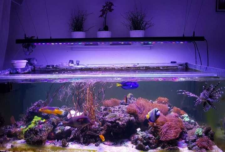 Лучшие лампы для аквариума на 2021 год