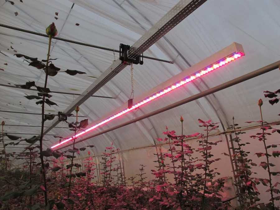 Светодиодные лампы для растений: разновидности и советы по выбору