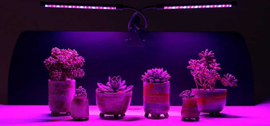 Светодиодные лампы для растений: как выбрать и использовать