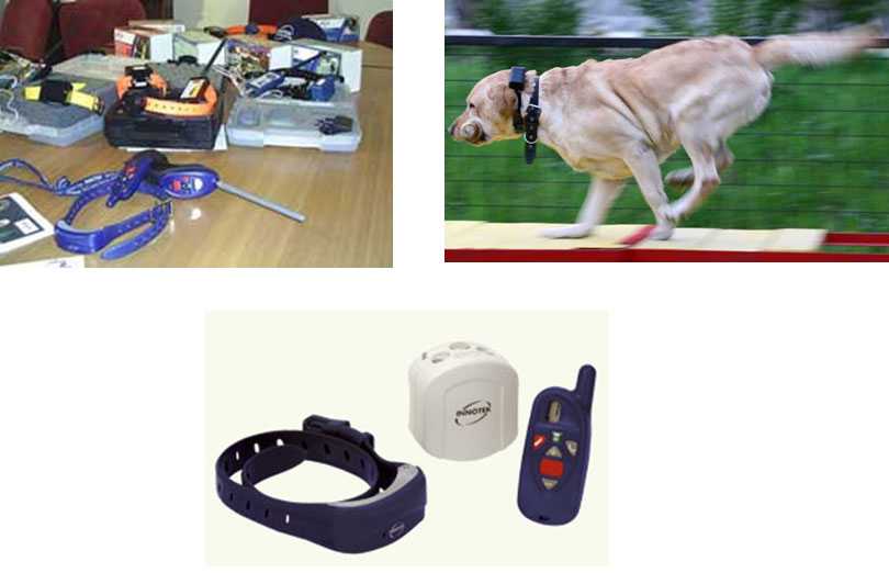Светящийся ошейник для собак: модели, характеристики, выбор, отзывы