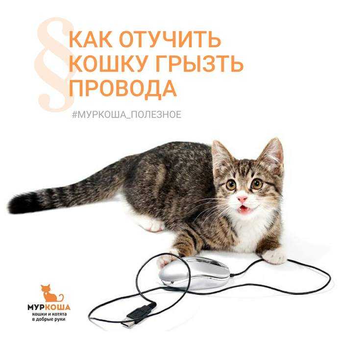 Кошка грызет вс подряд - oozoo.ru