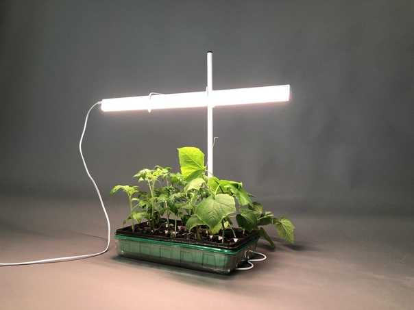 Топ–8 лучших ламп для роста растений: правила выбора фитолампы