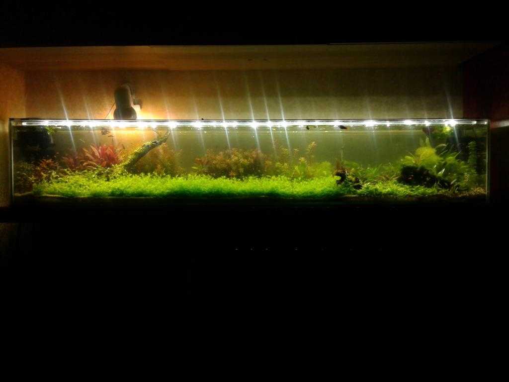 Освещение аквариума: какое должно быть освещение в аквариуме