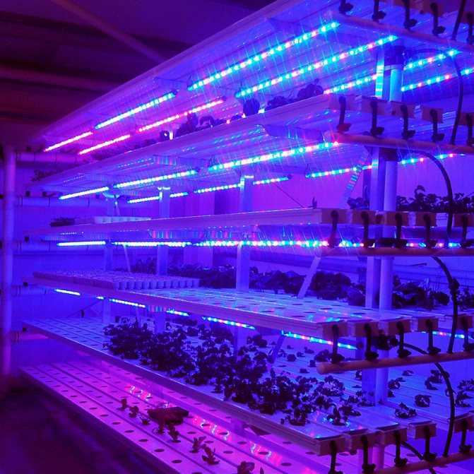 Светодиодная лампа для растений - обзор лучших и отзывы