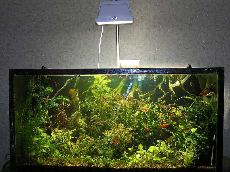 Свет для аквариума: какое освещение должно быть в аквариуме - zverki.click - домашние животные