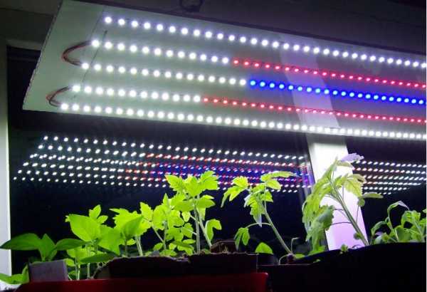 Какие виды фитоламп используют для подсветки растений и рассады