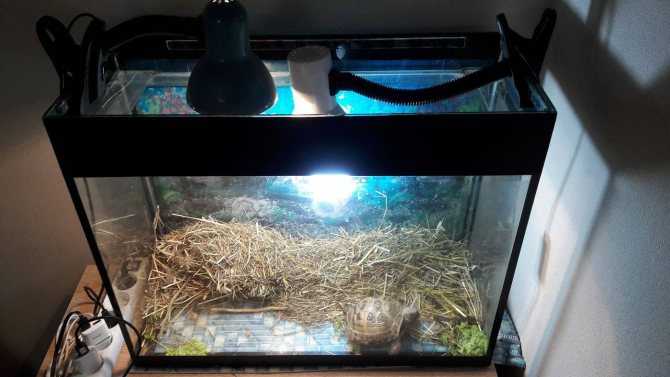 Лампа накаливания для красноухих черепах в акватеррариум, какую лампу выбрать
