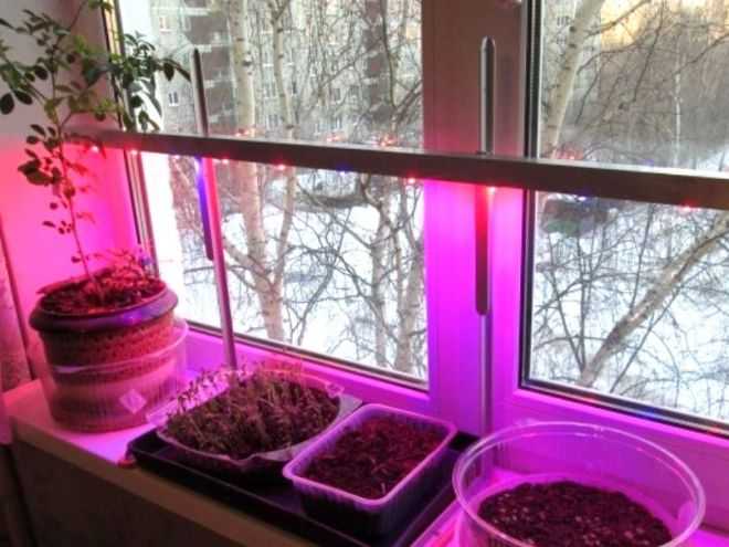 Инфракрасный свет для растений. почему нужен красный и синий спектр при выращивании растений