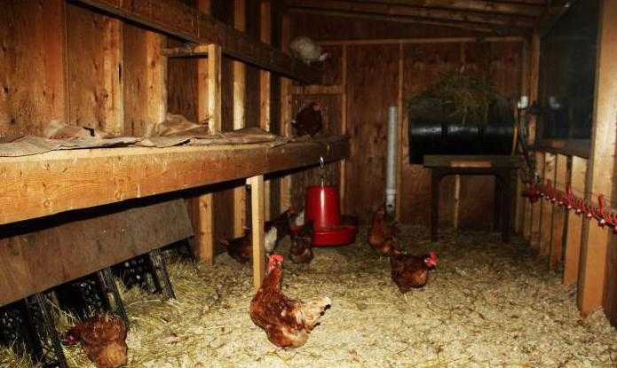 Инфракрасная лампа для цыплят: как пользоваться, какую выбрать