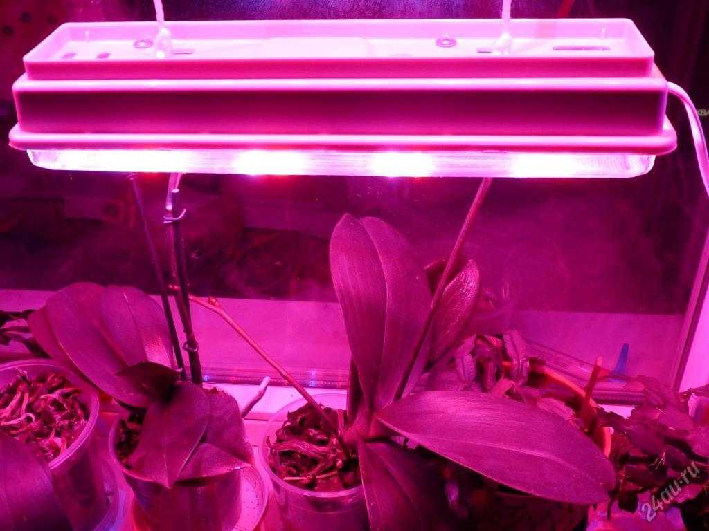 Фитолампа – незаменимый помощник для выращивания растений зимой