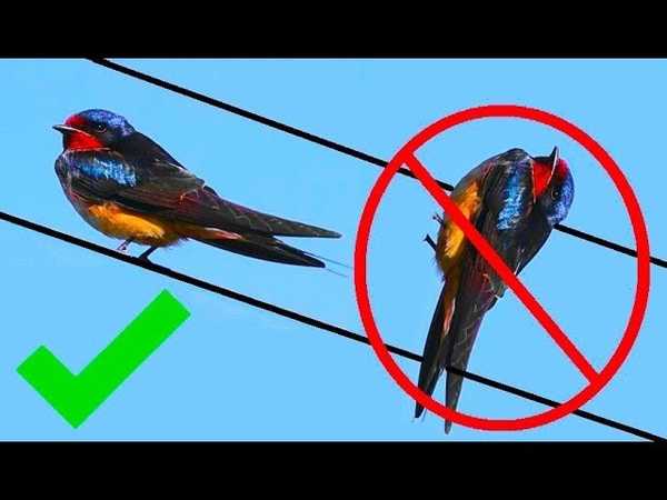 Почему птицы могут сидеть на высоковольтных проводах | golubevod.net