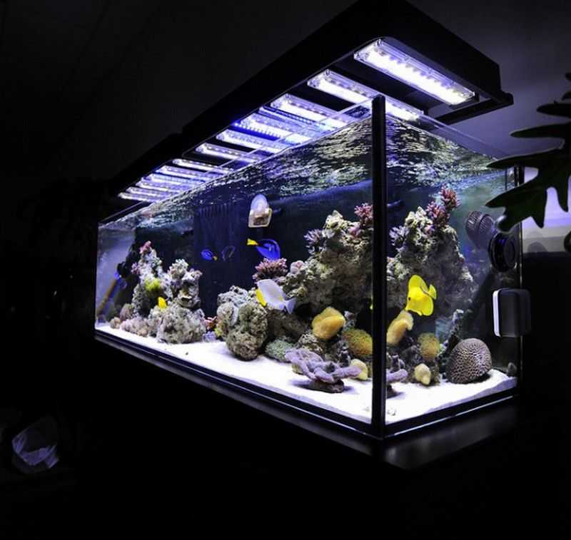 Какое должно быть освещение в аквариуме: расчет, обустройство