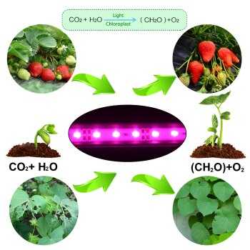 Фитосветодиоды - это очередное полезное изобретение ученых Светодиоды для растений излучают только необходимый спектр, благодаря чему высоко эффективны