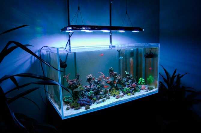 Светодиодная лента для аквариума: советы по выбору и размещению