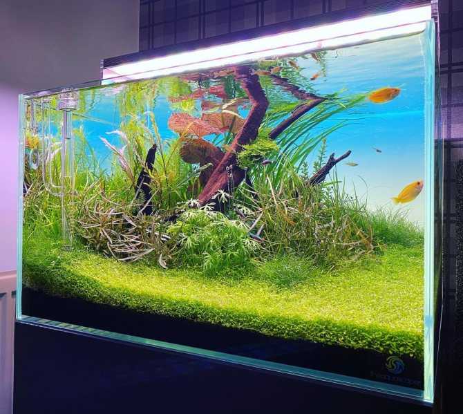 Расчет оптимального освещения для аквариума