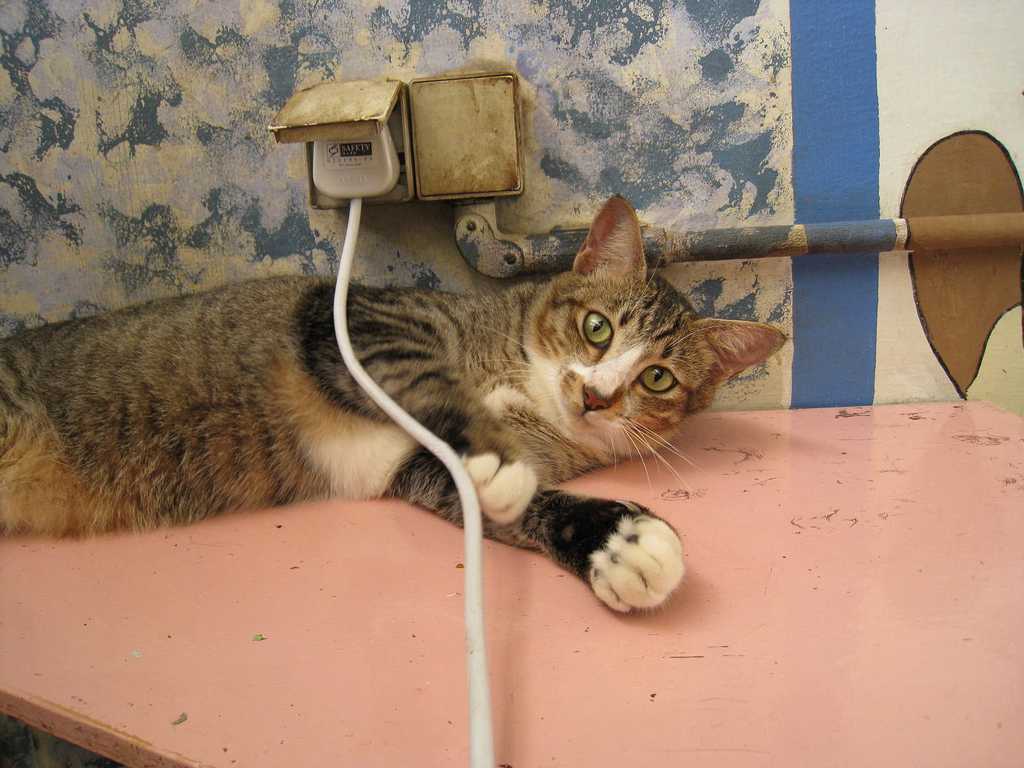 Как отучить кошку грызть провода, что делать