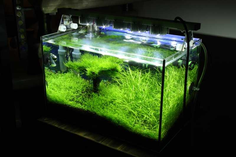 Светодиодная лента для аквариума (19 фото): особенности освещения светодиодной лентой. как выбрать? как установить влагозащитную подсветку?